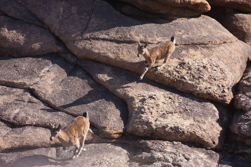 Siberian Ibex